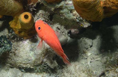 Cardinal soldierfish (Plectrypops retrospinis) — Holocentridae — 5