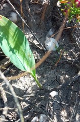 Eriospermum lanceifolium