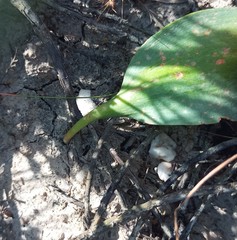 Eriospermum lanceifolium