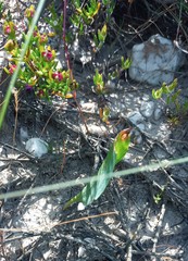 Eriospermum lanceifolium