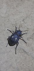 Carabus gigas