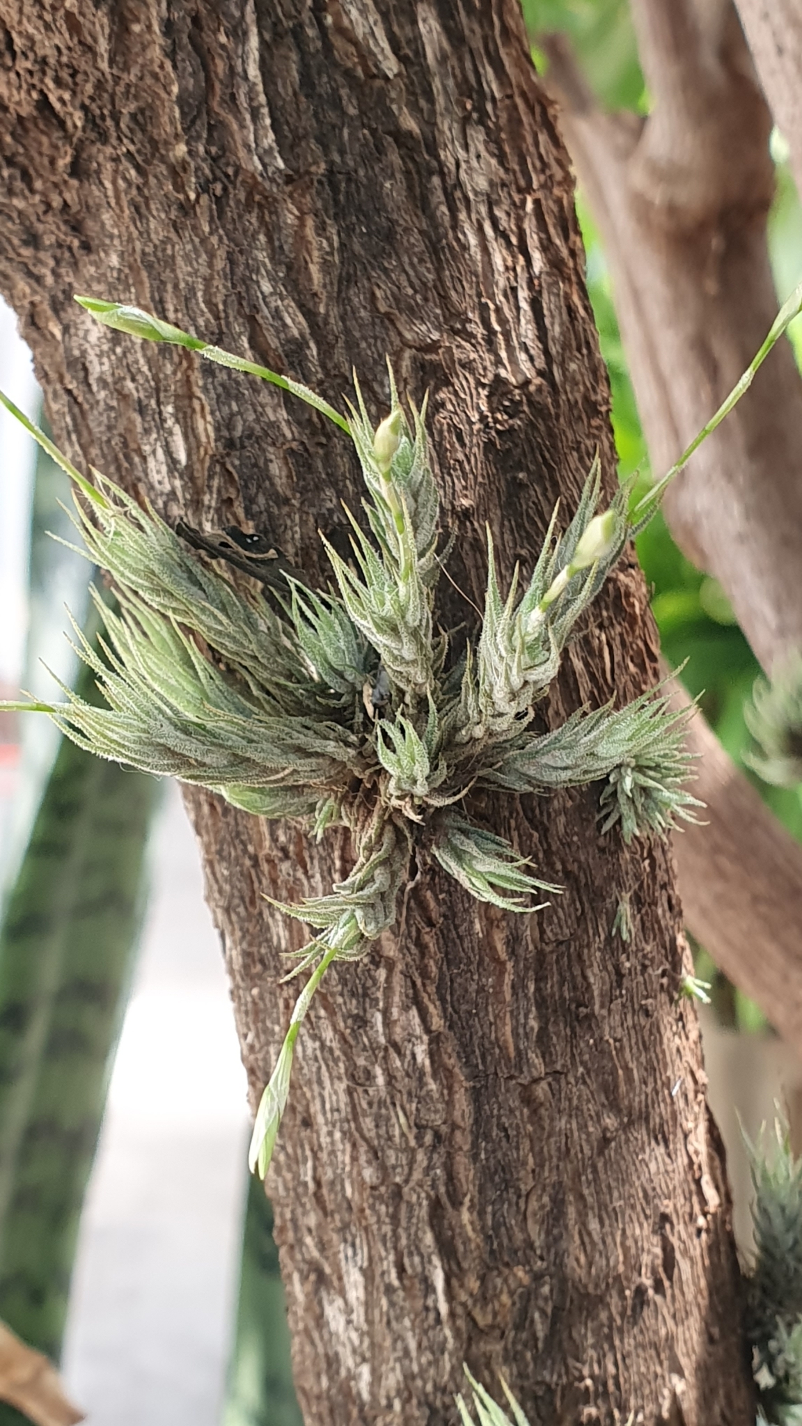 Tillandsia tricholepis