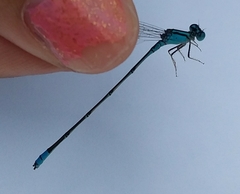 Pseudagrion nigrofasciatum
