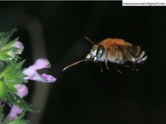 Amegilla florea