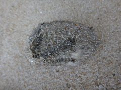 Spatangoida