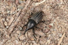 Sphenophorus striatopunctatus