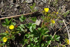 Potentilla gelida