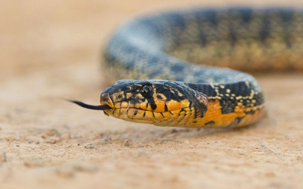 Horseshoe Whip Snake