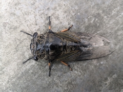 Cryptotympana atrata