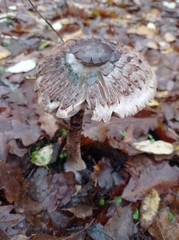 Macrolepiota olivascens