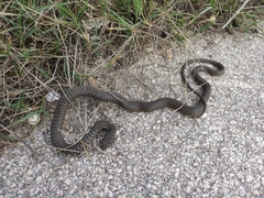 Hierophis viridiflavus carbonarius