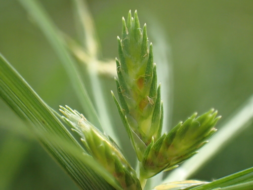 Cyperus compressus
