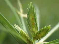 Poorland Flatsedge