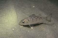 Haemulinae