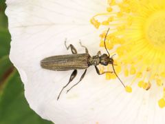 Oedemera virescens