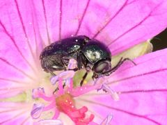 Cryptocephalus violaceus