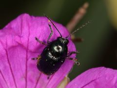 Cryptocephalus violaceus