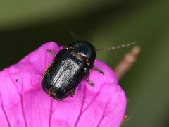 Cryptocephalus violaceus