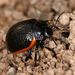 Chrysolina sanguinolenta - Photo (c) Fabian A. Boetzl, some rights reserved (CC BY-NC), uploaded by Fabian A. Boetzl