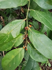 Casearia aculeata