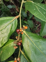 Casearia aculeata