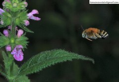 Amegilla florea