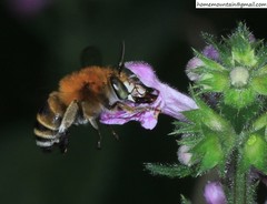 Amegilla florea