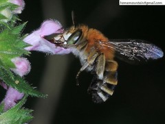Amegilla florea