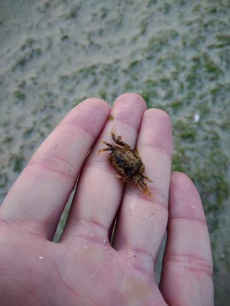 Mediterranean crab