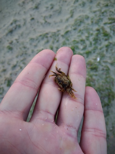 Mediterranean crab