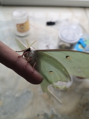 Actias ningpoana