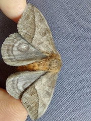 Automeris inornata