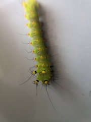 Actias ningpoana