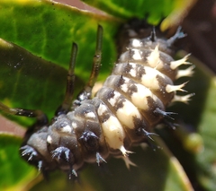 Harmonia axyridis