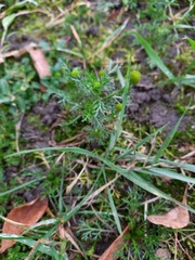 Matricaria discoidea