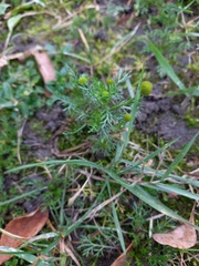 Matricaria discoidea