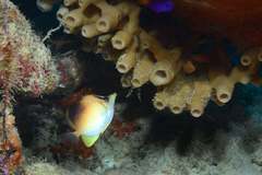 Prognathodes aculeatus