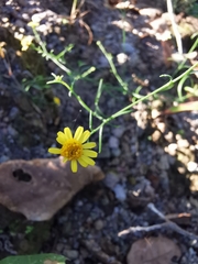 Oxypappus scaber