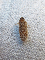 Synecdoche grisea