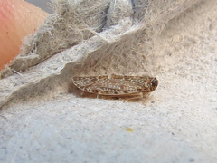 Synecdoche grisea
