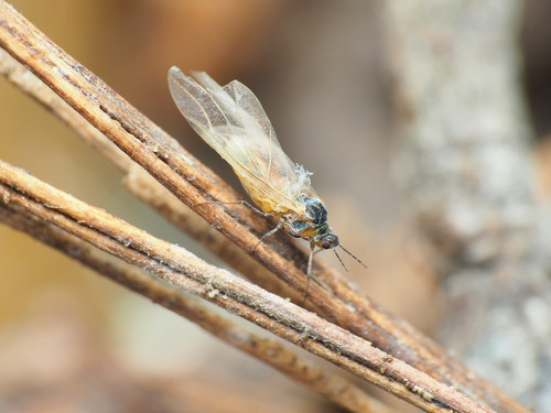 Beech Blight Aphid photo 3