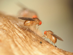 Drosophila tripunctata