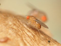 Drosophila tripunctata