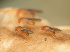 Drosophila tripunctata