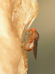 Drosophila tripunctata
