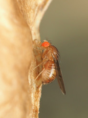 Drosophila tripunctata