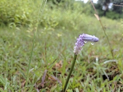 Aponogeton bruggenii