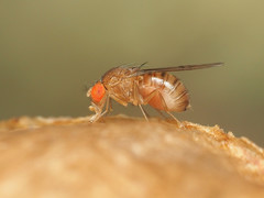 Drosophila tripunctata
