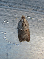 Acleris inana