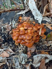 Flammulina velutipes